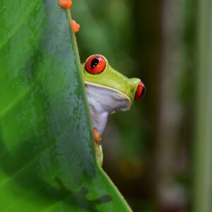 Rana de ojos rojos de Costa Rica
