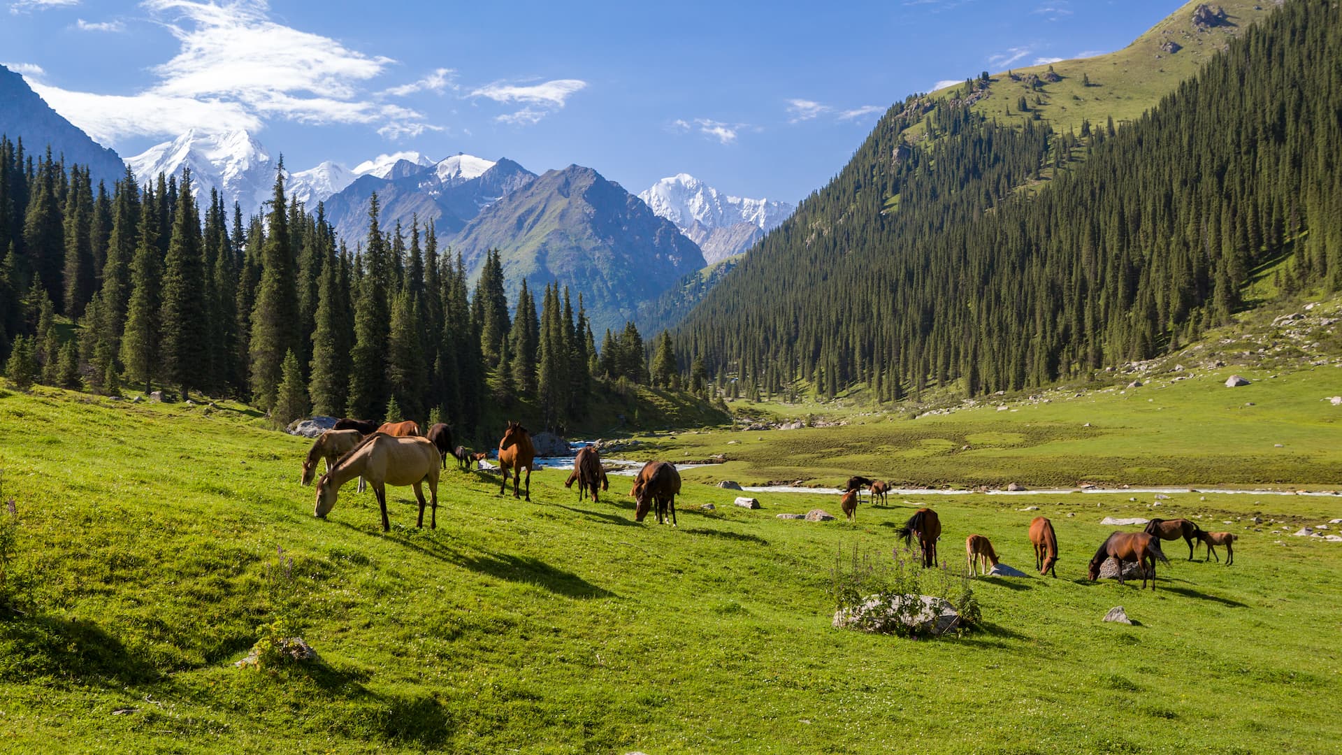 Caballos en Kirguistán