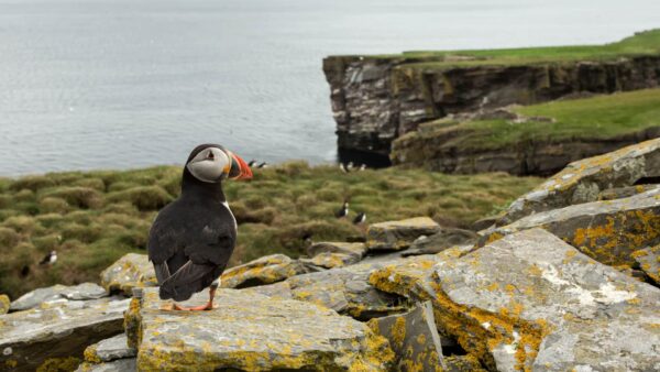 Puffins en las islas Shetland
