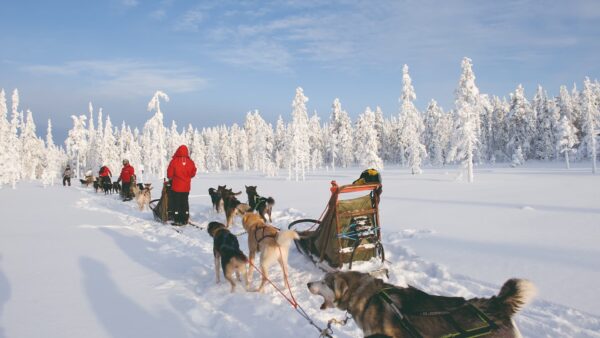 Trineos de Huskies en Laponia