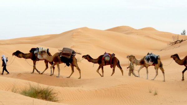 Camellos en el Desierto de Túnez