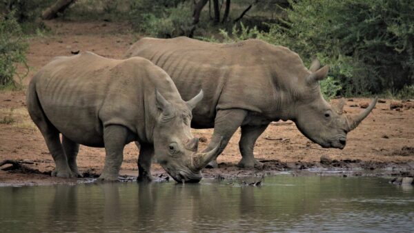 Rinocerontes (Big Five), P.N. Pilanesberg
