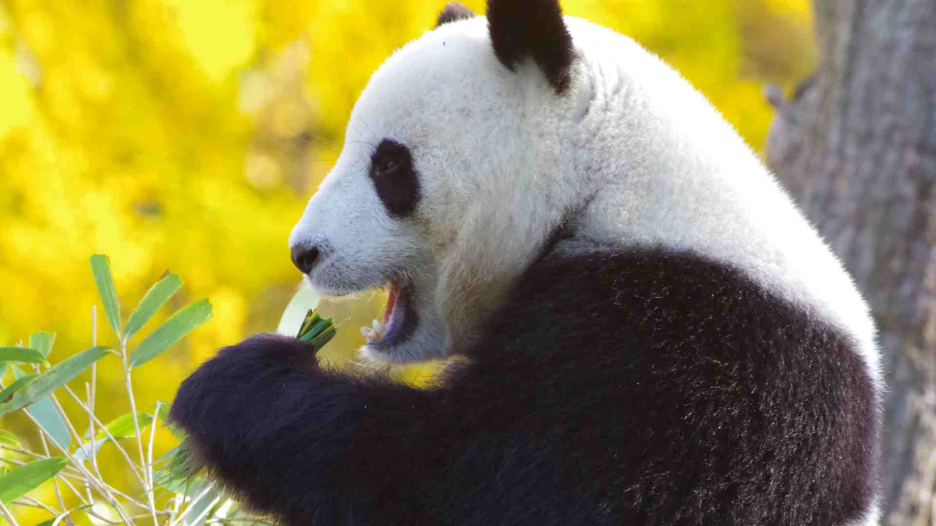 Osos panda gigantes