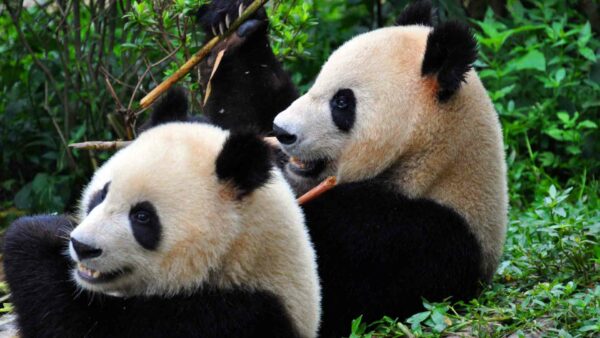 Óssos Panda a la Xina