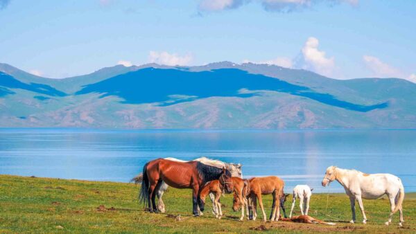 caballos Kirguistán